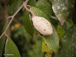 Image result for Parinari capensis