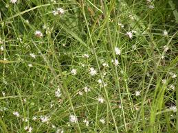 Image result for Hoslundia