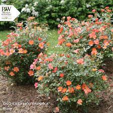 Oso easy hot paprika® rose x 'farrowrsp' pp 30,383 common name: Oso Easy Hot Proven Winners Colorchoice Flowering Shrubs Facebook