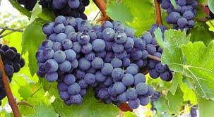 Types Of Wine Grapes A Dive Into 20 Popular Varieties