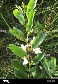 Image result for Baphia massaiensis