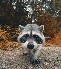 Ncoming Racoons Have Adapted Well To Their Urban Lifestyles And Are Relatively Tame And Ever Curious With Humans This One D Animal Noses Cute Raccoon Animals