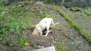We did not find results for: Reasons Why Your Dog Digs And How To Stop It