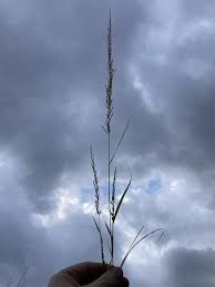 Image result for Eragrostis porosa