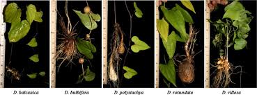 Image result for Polystachya villosa