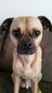 The information below is specific to adopting a child from minnesota foster care, also known as the minnesota waiting child program. Adopt Tucker On Petfinder Small Dog Rescue Animal Rescue Pets