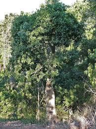 Image result for Brachychiton