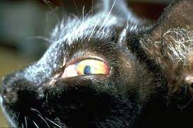 There may also be a hard swelling and/or a painful area over one of your kitty's long bones. Bone Tumor Overview In Cats Vetlexicon Felis From Vetlexicon Definitive Veterinary Intelligence