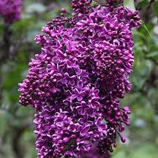 We did not find results for: Deep Purple French Hybrid Lilac Michigan Bulb Lilac Bushes Lilac French Lilac