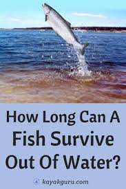 How Long Can A Fish Live Out Of Water Frash And Salt Water Species Trout Fishing Tips Fish Fishing Tips