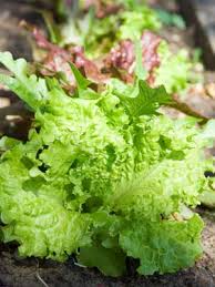 Maybe you would like to learn more about one of these? Lettuce Leaf Grow Guide