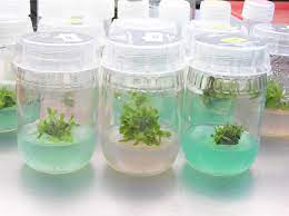 We did not find results for: Major Components Of Tissue Culture Media Plant Cell Technology Your Partner In Plant Tissue Culture