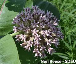 Image result for Asclepias adscendens