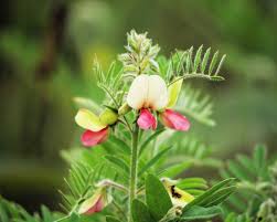 Image result for Tephrosia nana