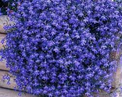 Lobelia Lobelia Erinus Blue Carpet You Will Want To Have This Brilliant Shade Of Bright Blue In Your Annual Plants Plants For Hanging Baskets Flower Seeds