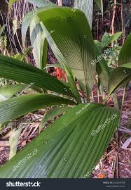 Image result for Molineria