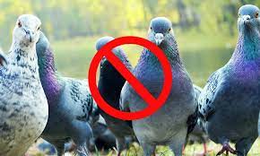 I think hyunje checks off a few of those boxes. 15 Tips On How To Keep Birds Away Humanely World Birds