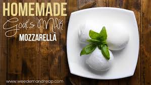 Recipe | Homemade Goat's Milk Mozzarella - Weed 'em & Reap