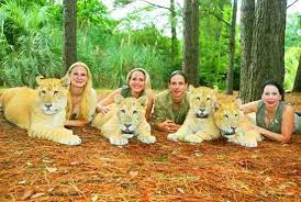 Moksha Bybee Ligers Liger Big Cats Breeds