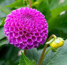 Maybe you would like to learn more about one of these? Purple Dahlia Wholesale Flowers Dahlias For Sale Dahlia Flower Arrangements