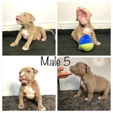 Xl pitbull fawn american bully for sale kid. American Bully Puppies Xl Ukpets