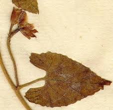 Image result for Convolvulus farinosus