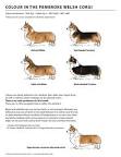 Image of Pembroke Welsh Corgi colors