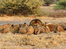 It lies on the eastern side of the okavango delta and was named after chief moremi of t. Moremi Game Reserve Botswana