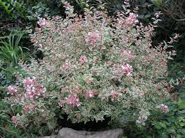 Image result for Craibia grandiflora