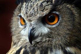 Where was the rajah scops owl last seen? Why Do Owls Have Different Colour Eyes Owlpedia