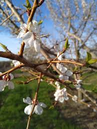 We did not find results for: What S Killing My Kale Episode 19 Dealing With Bud Injury In Cold Climate Fruit Trees