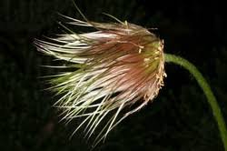 Image result for Phytolacca dodecandra