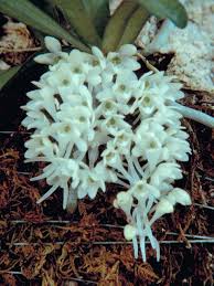 Image result for Rhipidoglossum