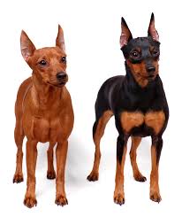 They are doing so well and i love them both. Everything You Need To Know About Miniature Pinscher Dogs Best Dog Dna Test For Breed Health And Traits What S Your Mutt