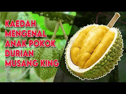 Check spelling or type a new query. Kaedah Mengenal Anak Pokok Durian Musang King Raja Kunyit Youtube