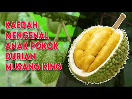 Pruning durian musang king pok weil. Kaedah Mengenal Anak Pokok Durian Musang King Raja Kunyit Youtube