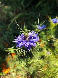 2 reviews of palos verdes flower talking clock it's hard to miss this very unique clock when driving on silver spur between hawthorne & crenshaw. Hd Wallpaper United States Palos Verdes Peninsula South Coast Botanic Garden Wallpaper Flare
