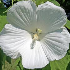 Image result for Hibiscus kirkii
