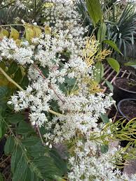 Image result for Asparagus racemosus