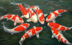 Usaha budidaya ikan koi berkembang di blitar berkat pangsa pasar koi semakin besar seiring berjalannya waktu walaupun dahulu keberadaan ikan ini kurang diminati. 23 Arti Mimpi Tentang Ikan Koi Menurut Primbon Jawa Dan Islam Arti Mimpi Primbon