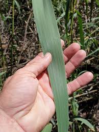 Image result for Cenchrus macrourus