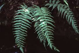Image result for Asplenium gemmiferum