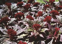 Celosia Dracula T T Seeds