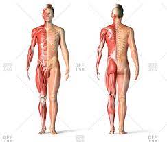 Muscle diagram of shoulder human shoulder muscle diagram upper back muscle diagram anatomy. Muscle Arm Anatomy Stock Photos Offset