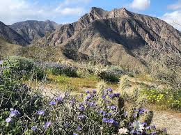 Our tribute to the beautiful anza borrego desert and the surrounding san diego backcountry. How To Enjoy The Anza Borrego Desert Super Bloom Kpbs