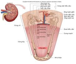 We did not find results for: Ly Thuyáº¿t Bai Tiáº¿t Va Cáº¥u Táº¡o Há»‡ Bai Tiáº¿t NÆ°á»›c Tiá»ƒu Sinh 8