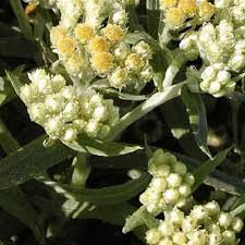 Image result for Helichrysopsis