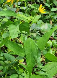 Image result for Hexasepalum sarmentosum