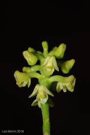 Image result for Polystachya greatrexii