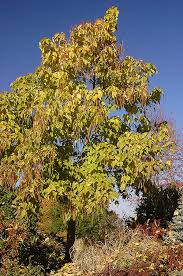 Image result for Lotononis carinata